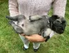 Additional photos: Kangal puppies