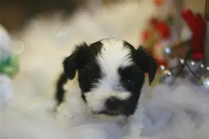 Additional photos: Beaver Yorkshire Terrier. Puppies