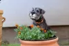 Photo №1. standard schnauzer - for sale in the city of Nova Pazova | negotiated | Announcement № 108367