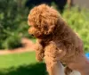 Photo №2 to announcement № 11480 for the sale of poodle (toy) - buy in Germany breeder