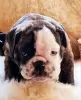 Additional photos: English bulldog babies