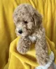 Photo №2 to announcement № 41015 for the sale of poodle (dwarf) - buy in Latvia private announcement