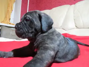 Additional photos: Cane Corso Puppies