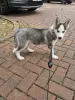 Photo №1. siberian husky - for sale in the city of Vantaa | 338$ | Announcement № 123482