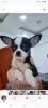 Photo №1. chihuahua - for sale in the city of Hurghada | 200$ | Announcement № 129057