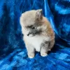 Photo №2 to announcement № 45816 for the sale of pomeranian - buy in United States private announcement