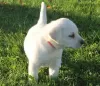 Photo №4. I will sell labrador retriever in the city of Калистога. private announcement - price - negotiated