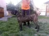 Additional photos: cane corso boy for sale