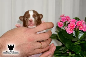 Photo №2 to announcement № 6417 for the sale of chihuahua - buy in Russian Federation from nursery