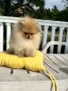 Photo №3. Pomeranian. Montenegro