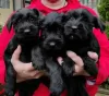 Photo №1. giant schnauzer - for sale in the city of Kruševac | negotiated | Announcement № 81179