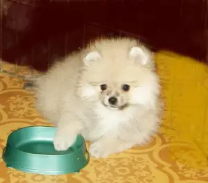 Photo №2 to announcement № 1646 for the sale of german spitz - buy in Russian Federation private announcement