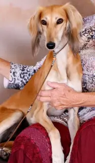 Additional photos: Chic Saluki Girl