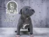 Additional photos: American pit bull terrier puppies