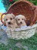 Photo №3. Maltipoo puppies. Serbia