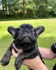 Additional photos: beautiful French bulldog