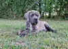 Photo №4. I will sell cane corso in the city of Michów. breeder - price - 1057$