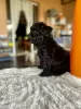 Photo №3. Toy Poodle Puppies. France