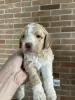 Additional photos: Lagotto Romagnolo puppies