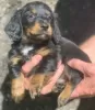 Photo №3. Long and short hair Dacshund puppies for sale. Sweden