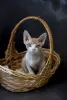 Photo №1. devon rex - for sale in the city of Буффало Гров | negotiated | Announcement № 41545