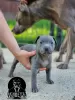 Additional photos: American pit bull terrier puppies