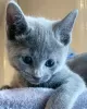 Photo №2 to announcement № 36784 for the sale of russian blue - buy in Russian Federation private announcement