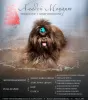 Photo №4. Mating shih tzu in Russian Federation. Announcement № 113085