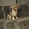 Photo №4. I will sell chihuahua in the city of Tampa. breeder - price - 400$