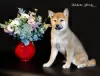 Photo №3. Shiba inu. Puppies. Russian Federation