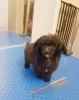 Additional photos: Our last stunning chocolate girl Toy poodle