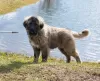 Photo №3. Caucasian Shepherd Dog. Latvia