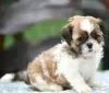 Photo №1. shih tzu - for sale in the city of Delphi | negotiated | Announcement № 129932