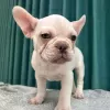 Additional photos: French bulldog Puppies