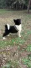 Photo №2 to announcement № 17927 for the sale of american akita - buy in Russian Federation private announcement