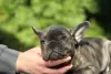 Additional photos: Exotic french bulldog puppies