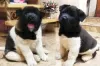 Additional photos: American Akita Puppies