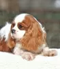 Photo №1. cavalier king charles spaniel - for sale in the city of Палм-Бич | 1500$ | Announcement № 43377