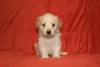 Photo №3. Havanese puppies. Russian Federation