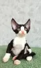 Additional photos: Devon Rex kittens for sale.