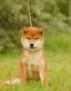 Photo №1. shiba inu - for sale in the city of Riga | negotiated | Announcement № 12541