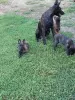 Additional photos: Dutch Shepherd puppies