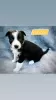 Photo №3. Adorable Border Collie puppies for adoption. Germany