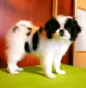 Photo №1. japanese chin - for sale in the city of Minsk | 772$ | Announcement № 8166