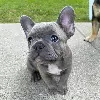 Photo №2 to announcement № 70906 for the sale of french bulldog - buy in Germany private announcement, breeder