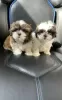 Photo №1. shih tzu - for sale in the city of Sevettijärvi | negotiated | Announcement № 54784