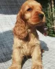 Photo №3. English cocker spaniel puppies. Bulgaria