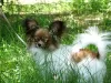 Photo №2 to announcement № 51179 for the sale of papillon dog - buy in Russian Federation from nursery