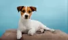 Additional photos: Jack Russell Terrier puppies