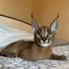 Photo №2 to announcement № 99637 for the sale of caracal - buy in Germany private announcement, from nursery, from the shelter